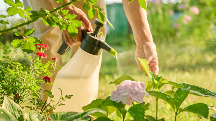 Safe & Natural Pest Control Every Gardener Should Know